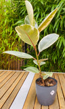 Ficus Elastica Tineke