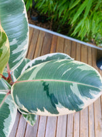Ficus Elastica Tineke