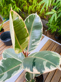 Ficus Elastica Tineke