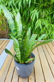 Sansevieria Trifasciata