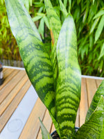 Sansevieria Trifasciata