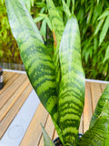 Sansevieria Trifasciata
