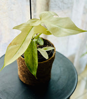 Philodendron Florida Ghost - Plante d’Intérieur Rare avec Feuillage Changeant et Spectaculaire