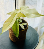 Philodendron Florida Ghost - Plante d’Intérieur Rare avec Feuillage Changeant et Spectaculaire