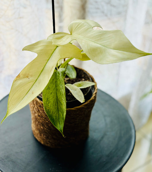 Philodendron Florida Ghost - Plante d’Intérieur Rare avec Feuillage Changeant et Spectaculaire