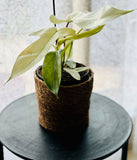 Philodendron Florida Ghost - Plante d’Intérieur Rare avec Feuillage Changeant et Spectaculaire