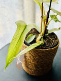 Philodendron Florida Ghost - Plante d’Intérieur Rare avec Feuillage Changeant et Spectaculaire