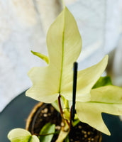 Philodendron Florida Ghost - Plante d’Intérieur Rare avec Feuillage Changeant et Spectaculaire