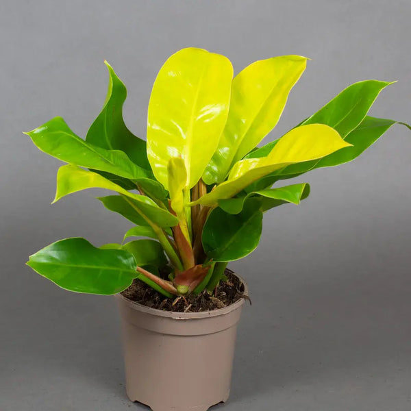 MINI PHILODENDRON pedatum Moonshine - 7cm