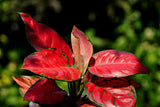 Aglaonema Flamingo