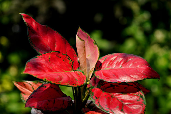 Aglaonema Flamingo