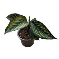 CALATHEA BEAUTY STAR