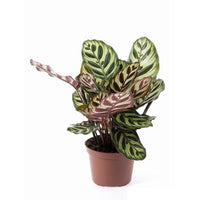 CALATHEA MAKOYANA