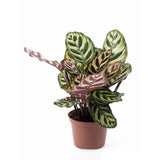 CALATHEA MAKOYANA