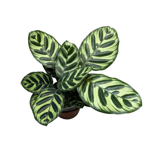 CALATHEA MAKOYANA