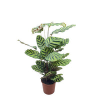 CALATHEA MAKOYANA