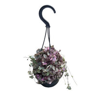 CEROPEGIA Chaine de COEUR Woodii