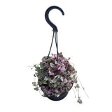 CEROPEGIA Chaine de COEUR Woodii