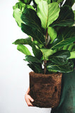 Ficus Lyrata