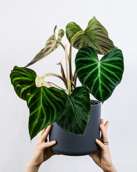 Philodendron Verrucosum