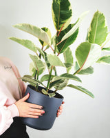 Ficus elastica Bélize ou caoutchouc Rose