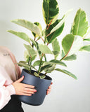 Ficus elastica Bélize ou caoutchouc Rose