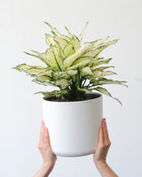 AGLAONEMA WHITE JOY