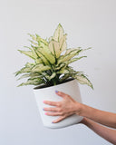 AGLAONEMA WHITE JOY