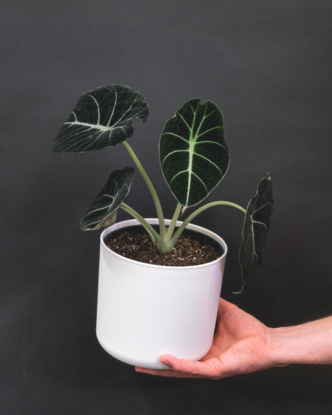 ALOCASIA Black Velvet