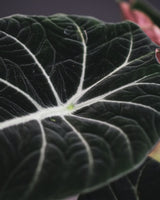ALOCASIA Black Velvet