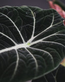 ALOCASIA Black Velvet