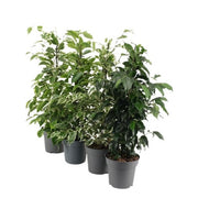 Ficus Benjamina