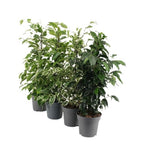 Ficus Benjamina