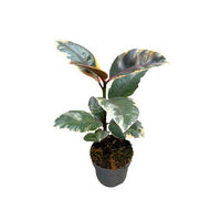 Ficus elastica Bélize ou caoutchouc Rose