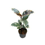 Ficus elastica Bélize ou caoutchouc Rose
