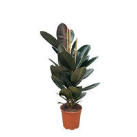 Ficus Elastica Robusta