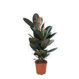 Ficus Elastica Robusta