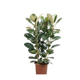 Ficus Elastica Robusta