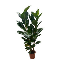 Ficus Elastica Robusta
