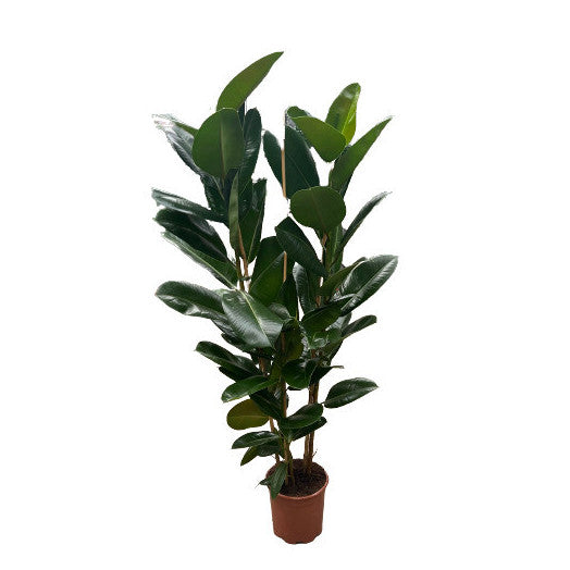 Ficus Elastica Robusta