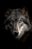Portraits Animaliers d'Exception