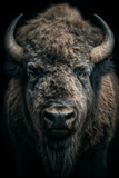 Portraits Animaliers d'Exception