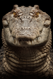 Portraits Animaliers d'Exception