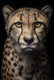 Portraits Animaliers d'Exception