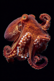 Portraits Animaliers d'Exception