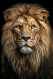 Portraits Animaliers d'Exception