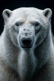 Portraits Animaliers d'Exception