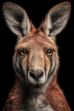 Portraits Animaliers d'Exception