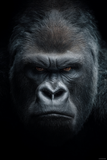 Portraits Animaliers d'Exception