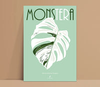 MONSTERA DELICIOSA VARIEGATA  - Affiche plante A3/A4 - Poster, illustration végétale